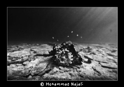 A gear like peace of the Greek ship wrecked in sea water. by Mohammad Najafi 